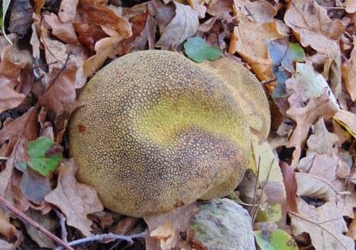 Tęgoskór cytrynowy