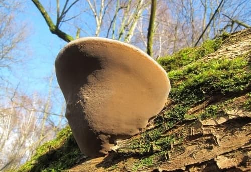 Czyreń ogniowy