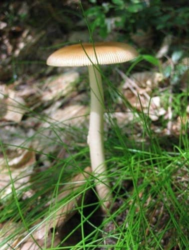 Muchomor rdzawobrązowy