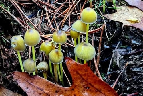 Grzybówka cytrynowa