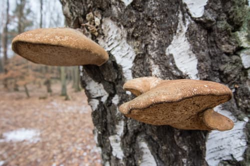 Białoporek brzozowy