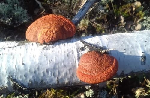 Gęstoporek cynobrowy