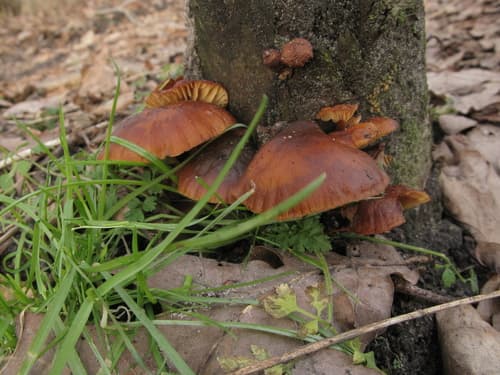 Płomiennica