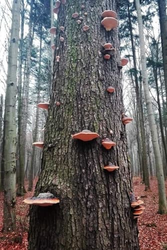Pniarek obrzeżony