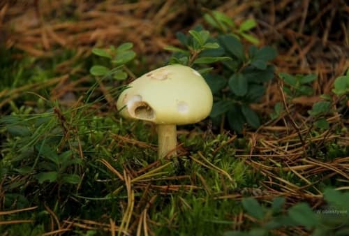 Muchomor cytrynowy