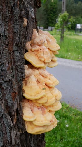 Żółciak siarkowy