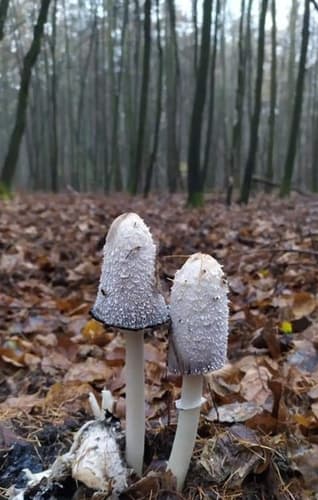 Czernidłak kołpakowaty