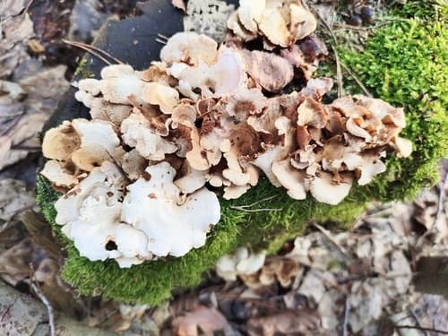 Merulius