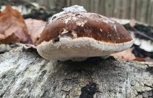 Białoporek brzozowy