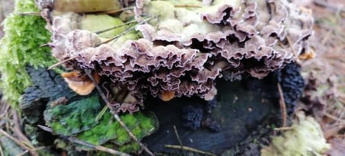 Chrząstkoskórnik purpurowy