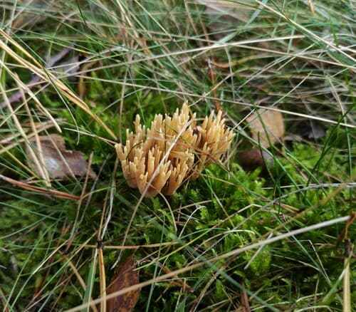 Phaeoclavulina