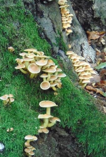 Pieczarkowce