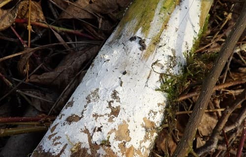 Lyomyces crustosus