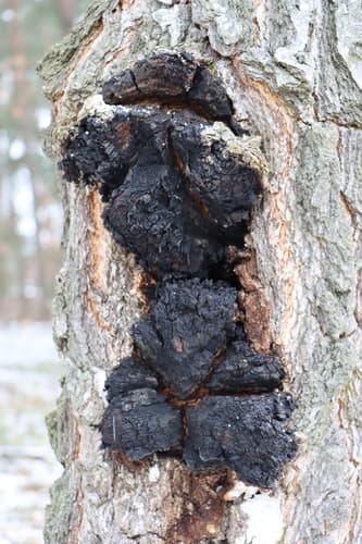 Błyskoporek podkorowy