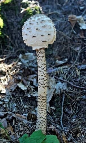 Czubajka kania