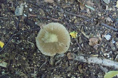 Kruchaweczka