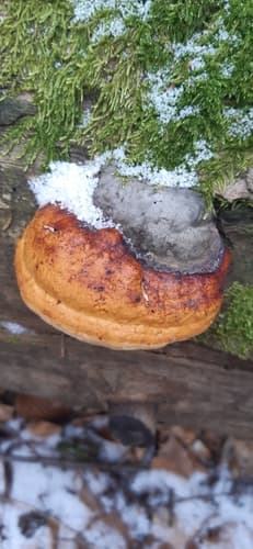 Pniarek obrzeżony