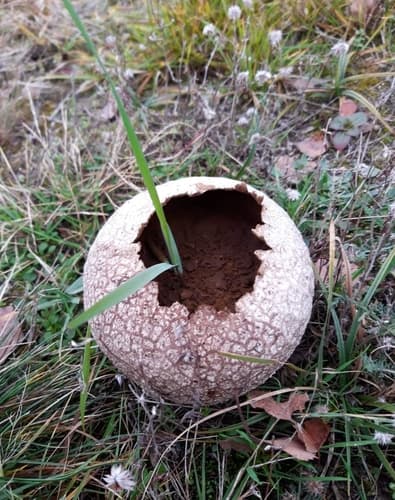 Purchawka oczkowana