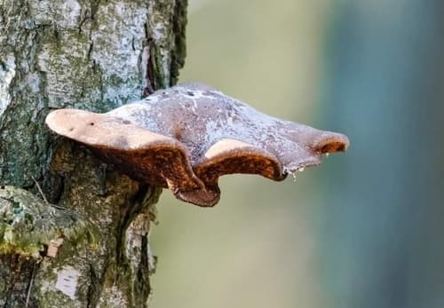 Białoporek brzozowy