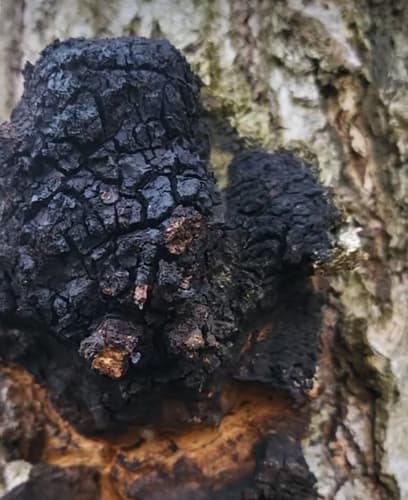 Błyskoporek podkorowy