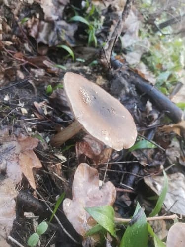 Drobnołuszczak jeleni