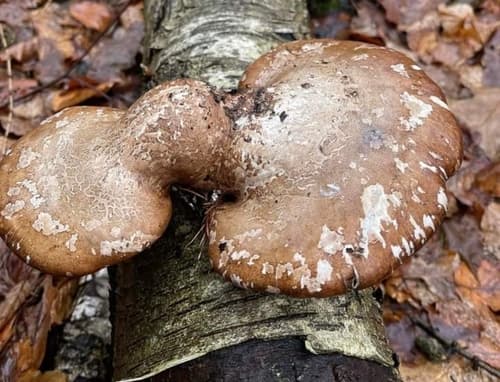 Białoporek brzozowy