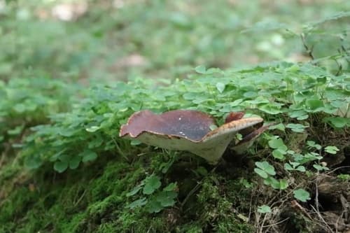 Żagiew kasztanowa