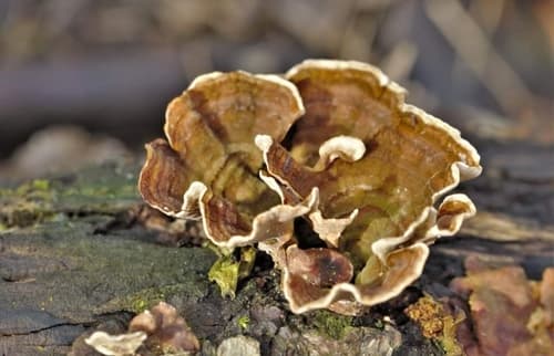 Wrośniak strefowany