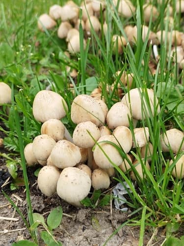 Kruchaweczka zaroślowa