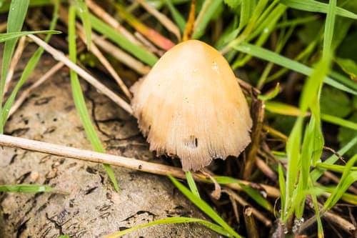 Coprinellus