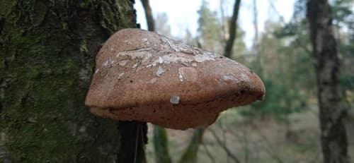 Białoporek brzozowy