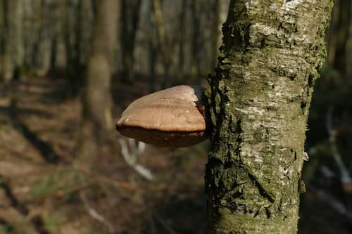 Białoporek brzozowy