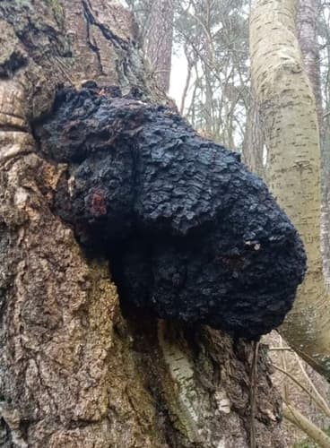 Błyskoporek podkorowy