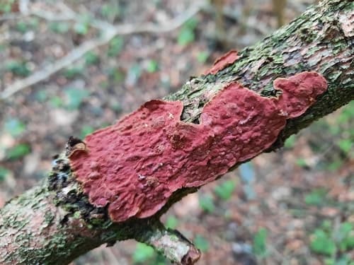 Hymenochaete cruenta