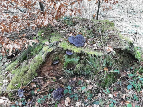 Ganoderma lucidum