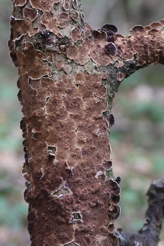 Niszczyk iglastodrzewny