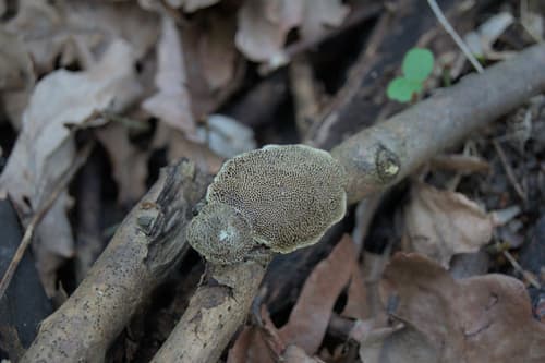 Hexagonia tenuis