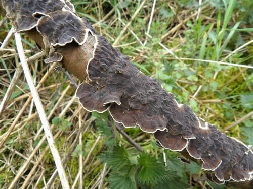 Auricularia mesenterica