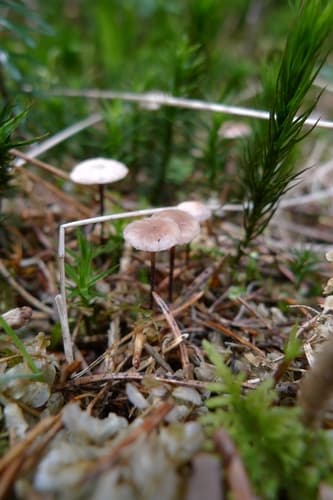 Omphalotaceae