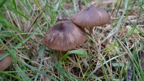 Dzwonkówka