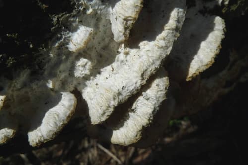 Pieczarniaki
