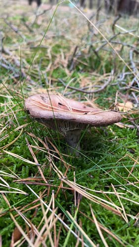 Gołąbek