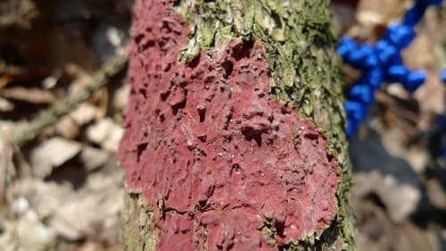 Hymenochaete cruenta