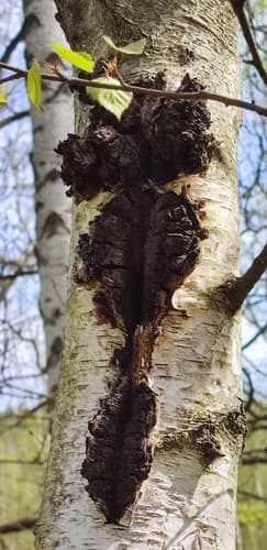 Błyskoporek podkorowy
