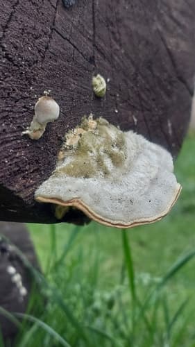 Wrośniak szorstki