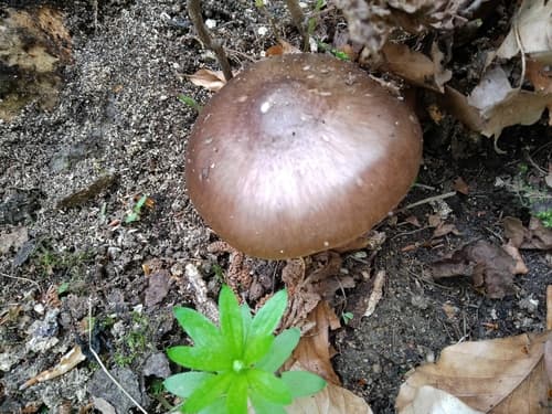 Pluteus