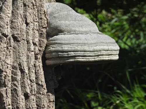 Hubiak pospolity