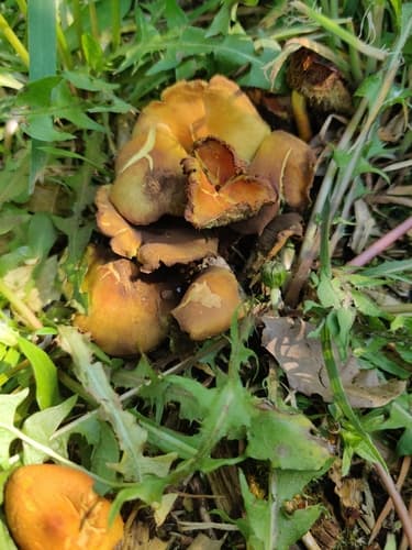 Agaricineae