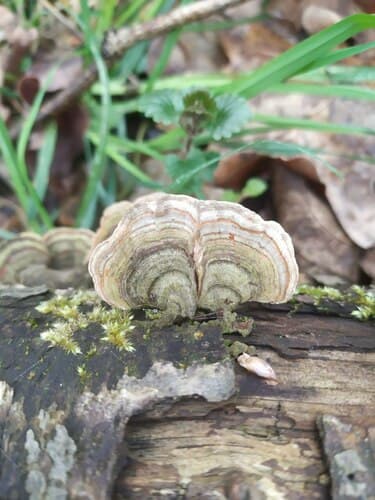 Stereum ostrea