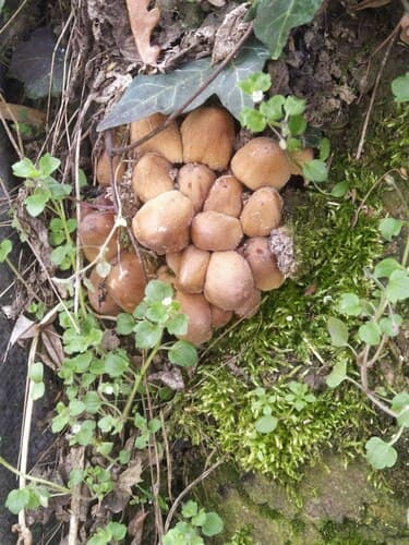 Kruchaweczka zaroślowa